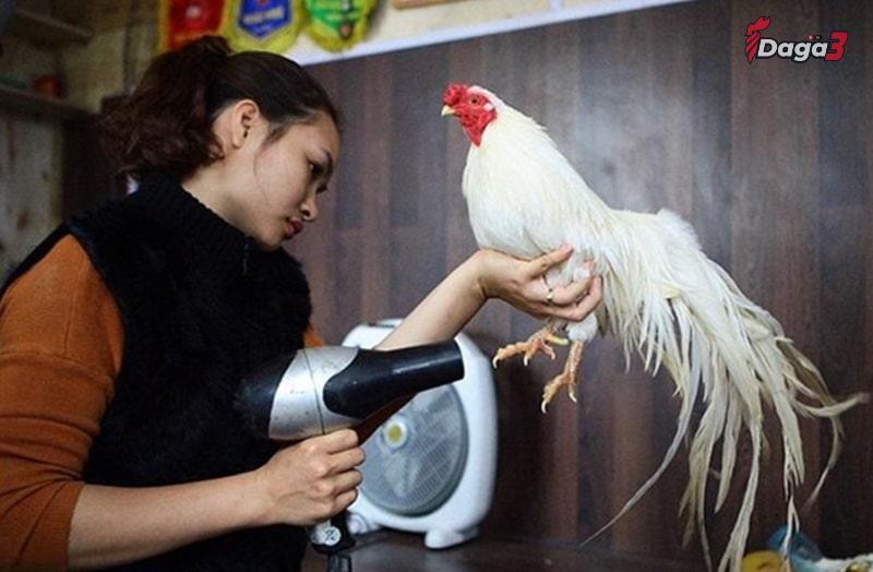 Cách chăm sóc lông gà đá sau khi đã thay lông