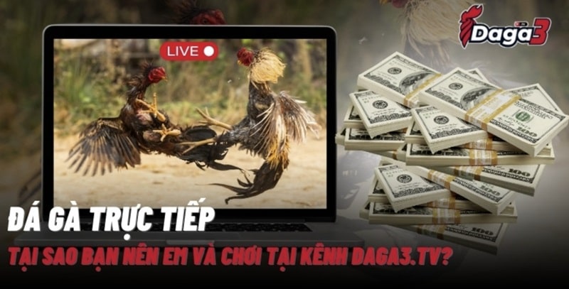 Giới thiệu về kênh đá gà trực tiếp thomo ruspace.live