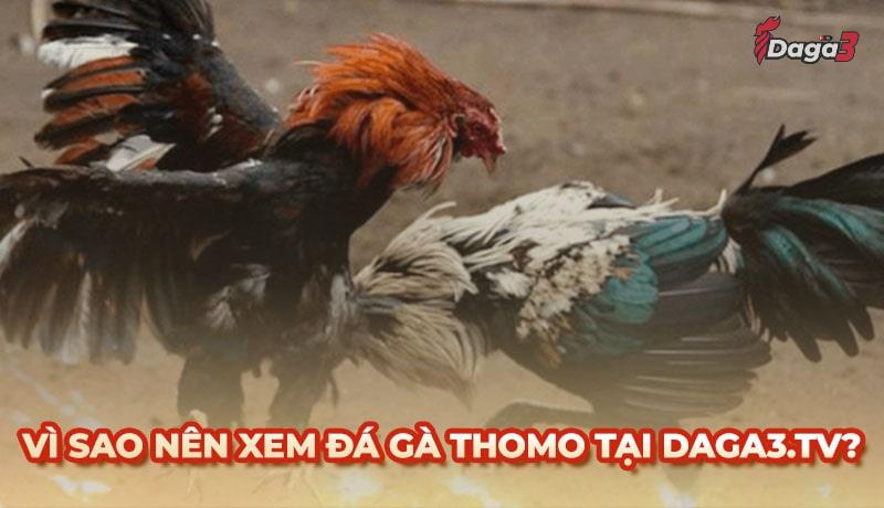 Vì sao nên chọn ruspace.live để xem đá gà trực tiếp thomo